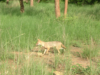 Volpe al parco Ranthambore, India